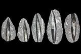 Lot: - Polished Orthoceras Fossils - Pieces #138117-1